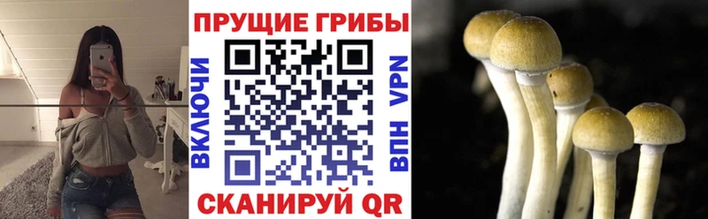 Купить закладки  Нариманов  Галлюциногенные грибы Psilocybe 